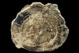 Polished Petrified Wood Section - Arizona #159725-1